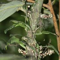 Semecarpus marginatus Thwaites